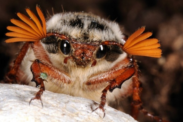 Erd�szeti Ny�lt Nap Eger 2017