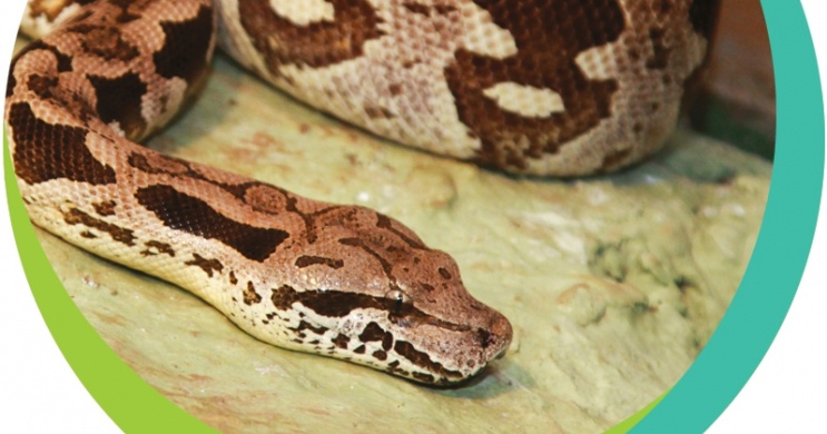 Kígyó etetés látványprogram a Pécsi Állatkertben