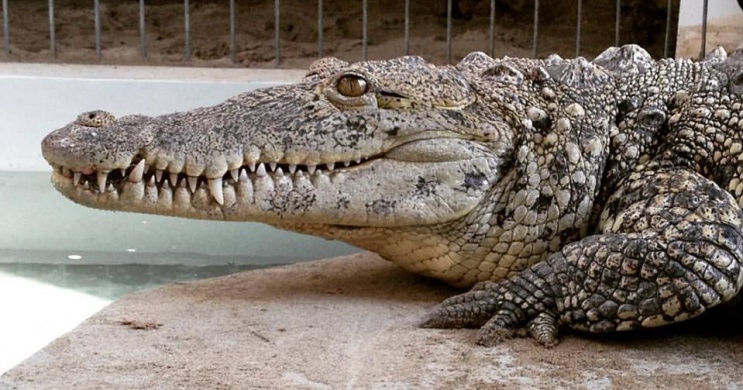 Krokodil etetés látványprogram a Pécsi Állatkertben