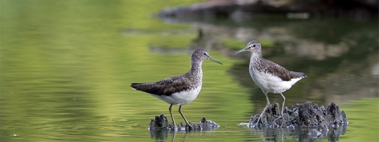 Duna-Dráva Nemzeti Park programok 2024 Pécs