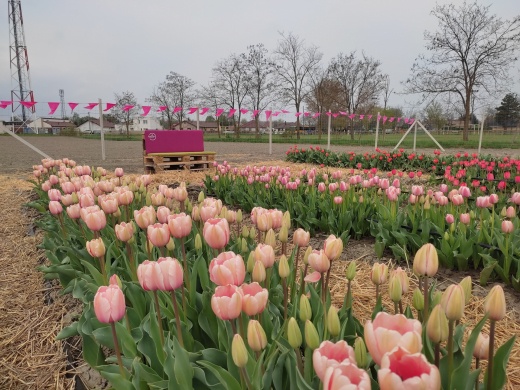 Tulipánszüret 2025 Győrladamér. Tulipán `Szedd magad`