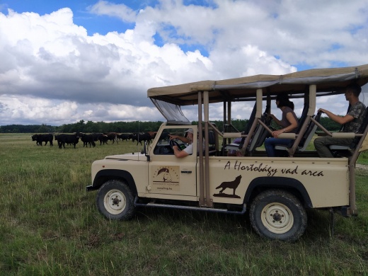 Szafari túra a Hortobágyon 2022. Naplemente szafari a Hortobágyi Vadasparkban