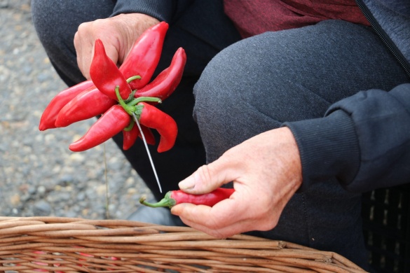 Röszkei Paprika Múzeum programok 2025