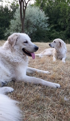 Kuvasz Központ programok 2025