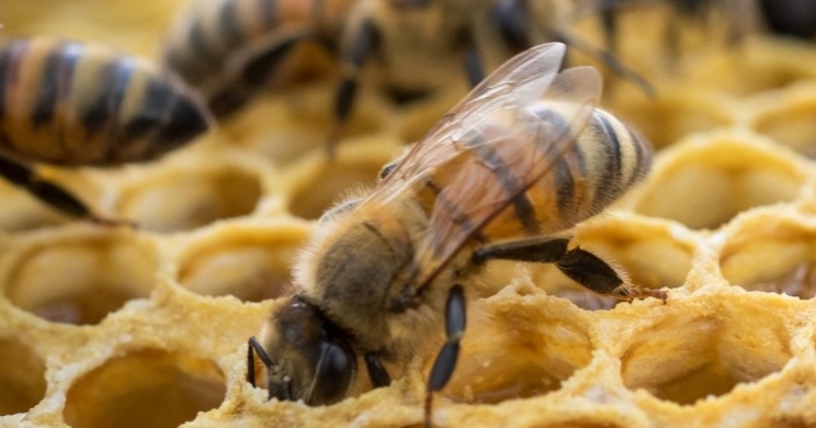 Országos Méhésztalálkozó és Vásár Székesfehérvár