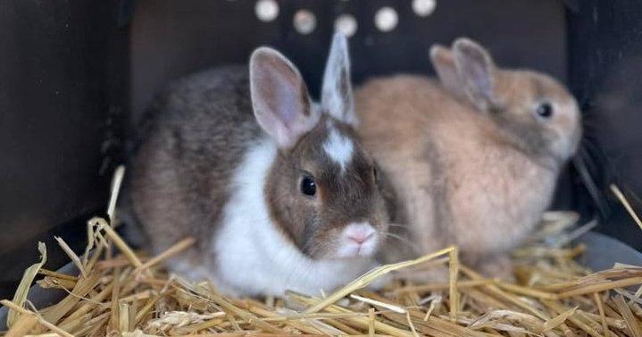 Húsvéti nyuszisimogató a Czakó Piaczon