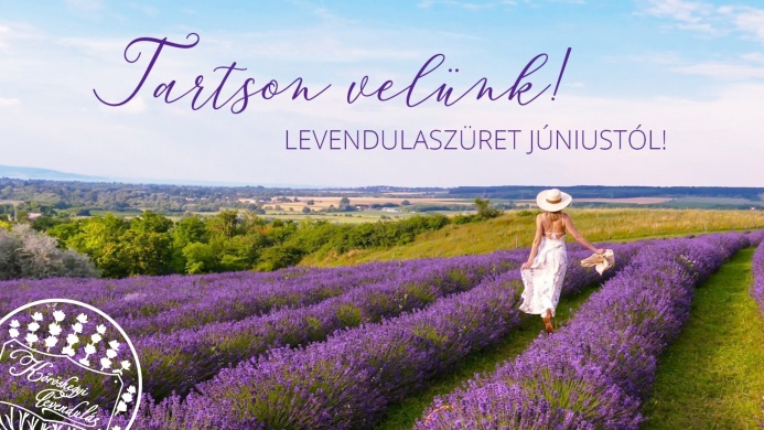 Levendulaszüret Kőröshegyen 2024