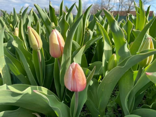 Tulipánszüret Mórahalom 2023