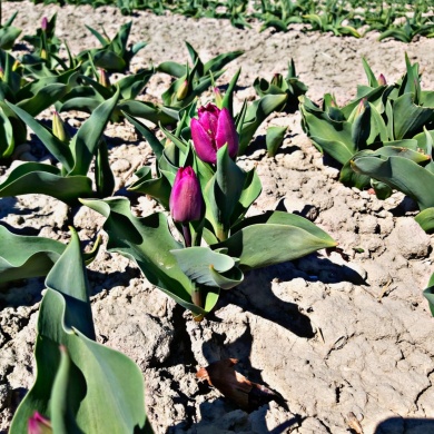 Tulipán szüret Máriakálnok 2022. Szedd magad tulipán napok a Kálnoki TulipánFarmon