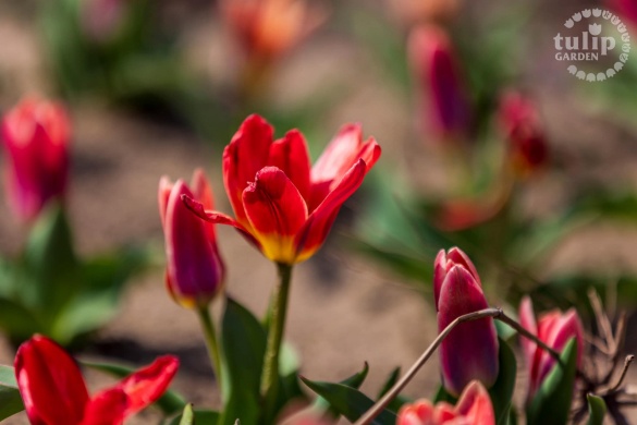 Tulipán szüret Kékcse 2022. Tulipán szedd magad  a TulipGarden Rétköz tulipánkertben