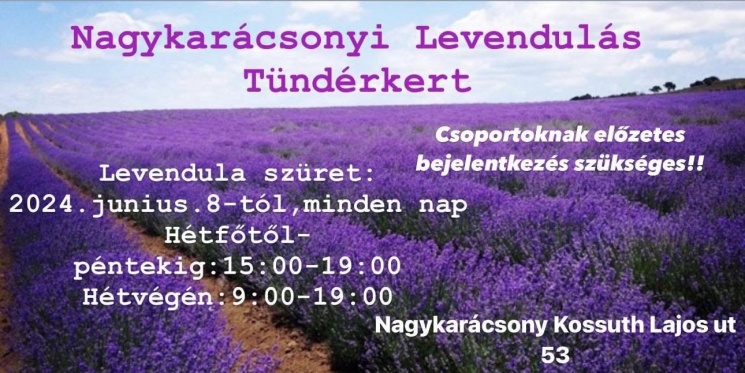 Levendula szedés Nagykarácsony 2024