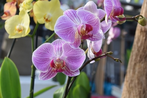 Orchidea Bemutató és Vásár