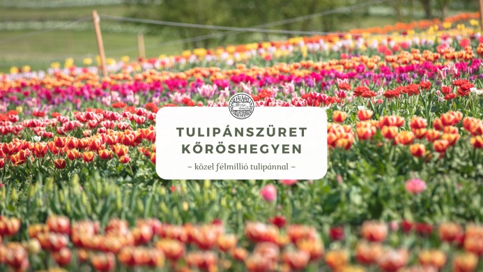 Tulipánszüret Kőröshegy 2025