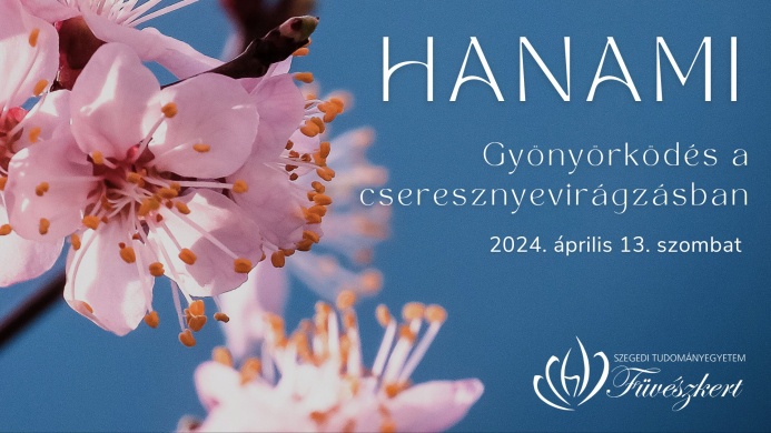 Cseresznyevirágzás 2023. Hanami, gyönyörködés a cseresznyevirágzásban Szegedi Füvészkertben