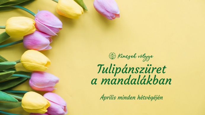 Tulipán szedd magad 2023 Kincsek Völgye
