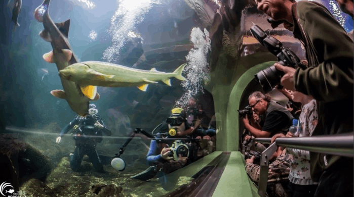 Akvárium látogatás, Európa legnagyobb édesvizű akváriumának megtekintése a poroszlói Ökocentrumban