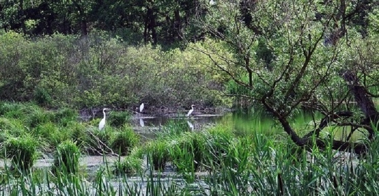 Madármegfigyelő túra a Balaton-felvidéki Nemzeti Park szervezésében 2024