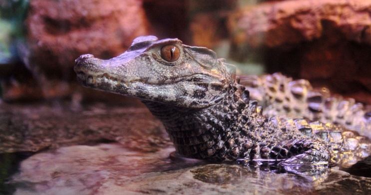 Kajmánok etetése minden kedden a budapesti Tropicariumban
