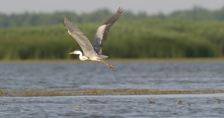 Madarász túra Tisza-tó, vízimadarak nyomában a tiszafüredi Szabics Kikötő szervezésében