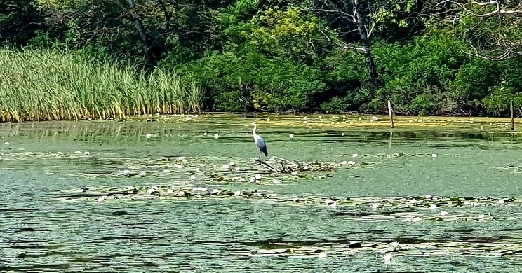 Madarak a Tisza-tónál, a Tisza-tavi Tanösvény felfedezése