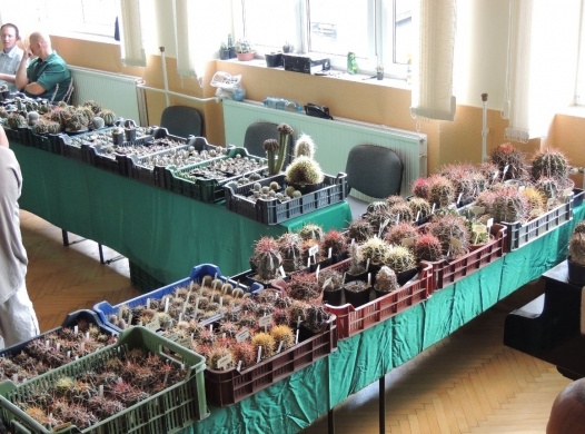 Region�lis kaktusz �s m�s pozsg�s n�v�nyek ki�ll�t�sa �s v�s�ra 2018 Bog�cs