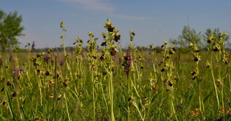 Orchidea túrák a Kiskunsági Nemzeti Parkban 2023