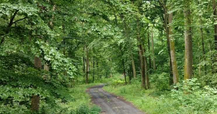 Erdők Hete 2025