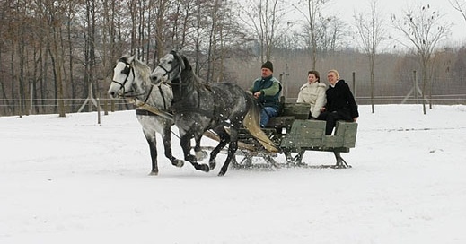Téli kirándulás lovasszánnal vagy lovaskocsival a Bakonyban