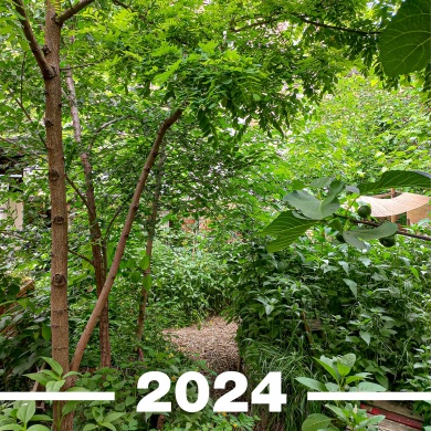 Zseberdő Feszt 2024 Budapest. Auróra Klímakert 5. szülinap