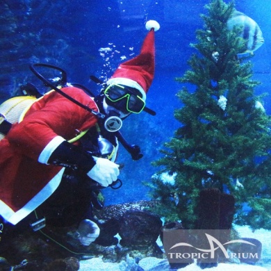 Tropicarium Karácsony. Feldíszített karácsonyfa a cápaakváriumban a Búvármikulástól