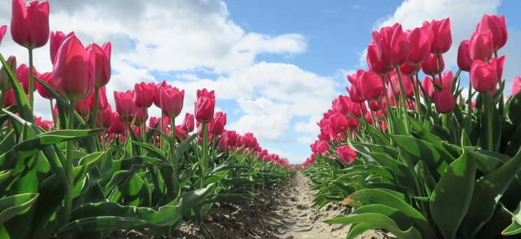 Tulipánszüret Szőlősgyörök 2025