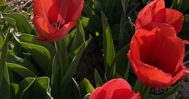 Tulipánszüret Szőlősgyörök 2024