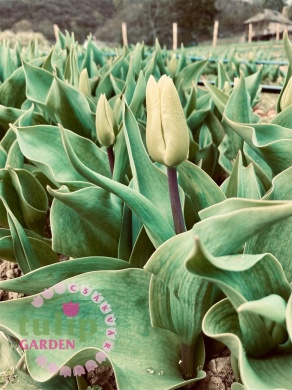 Tulipánszüret Csákvár 2025