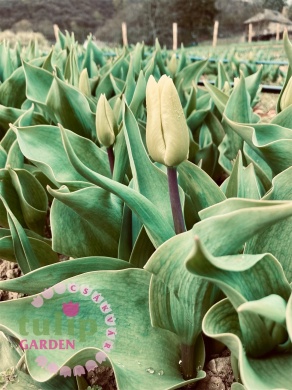 Tulipán szüret Csákvár 2022. Húsvéti Tulipánszüret