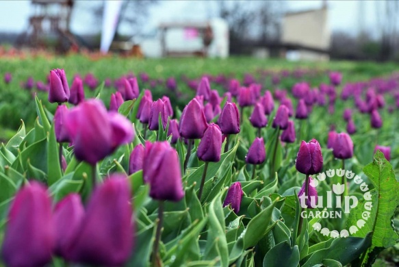 Tulipánszüret Tisza-tó 2024 Abádszalók
