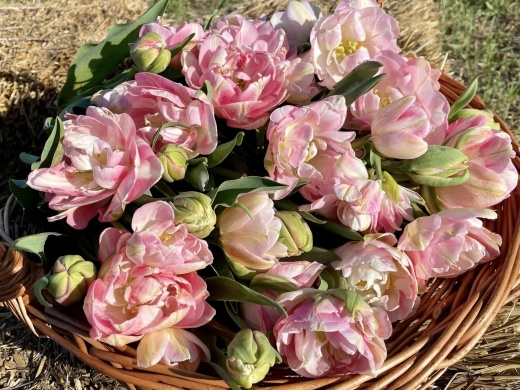 Tulipánszüret Mórahalom 2025