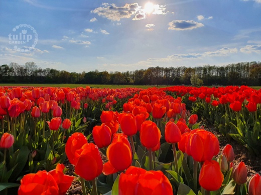 Tulipánszüret Csömödér 2023 TulipGarden