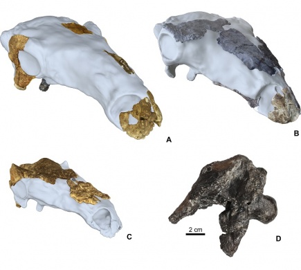 Taréjok és dudorok - új eredmények a páncélos dinoszauruszok kutatásában