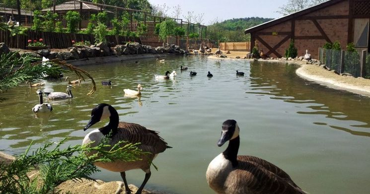Bárókút Lovastanya és Állatsimogató Nagybörzsöny