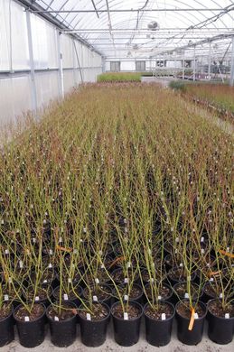 Áfonya Kert Galambok