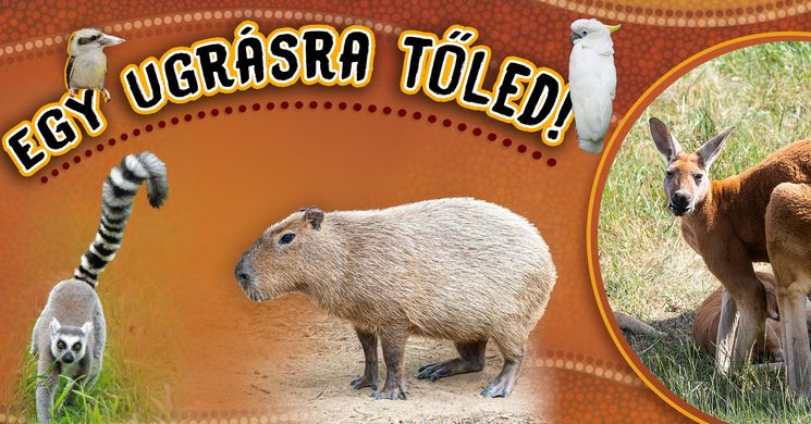 Kenguru Park Tiszaderzs