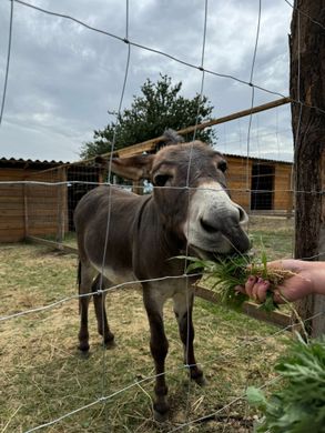  FamilyZoo Állatsimogató Tolna