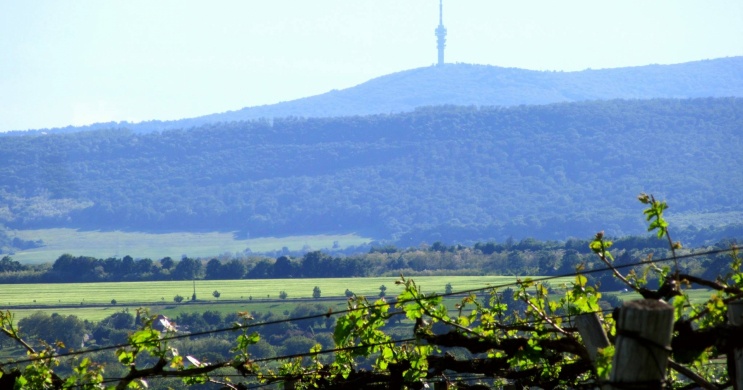 Szabó Pince Hosszúhetény