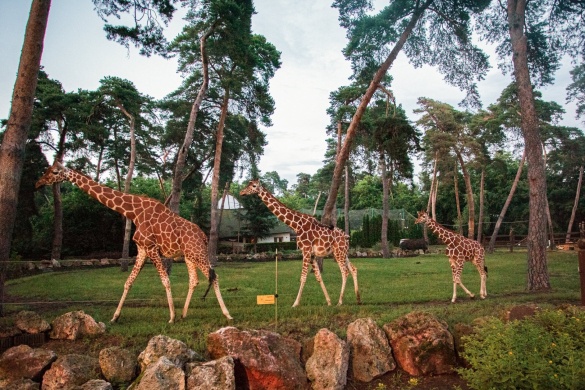 Nagyerdei Kultúrpark Debreceni Állatkert, Növénykert és Vidámpark