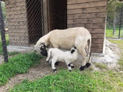 Korpavári Állatsimogató és Teknősfarm