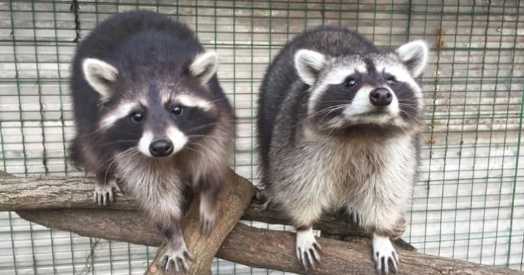 Tisza-tavi mini ZOO Sarud