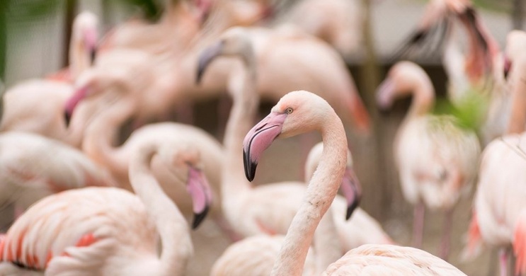 Nyíregyházi Állatpark - Sóstó ZOO