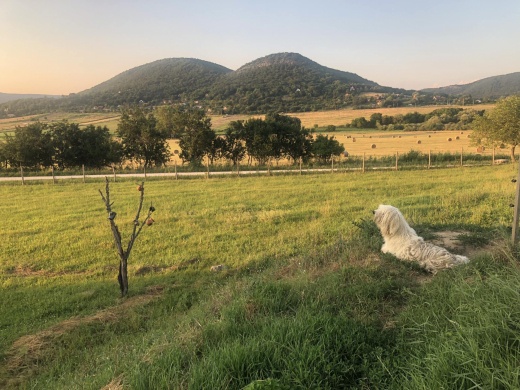 Bíróréti Állatsimogató Esztergom