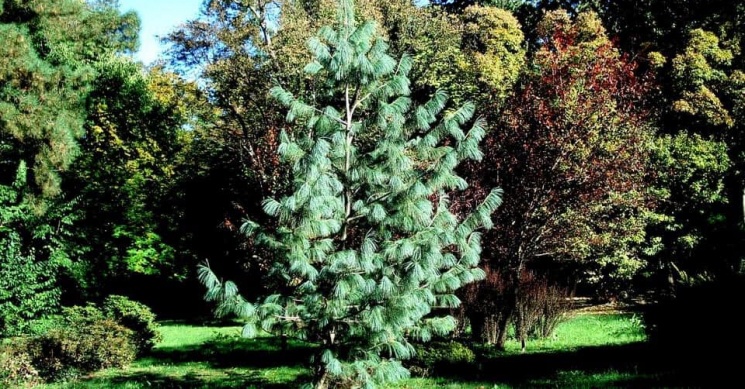 Kámoni Arborétum és Ökoturisztikai Központ