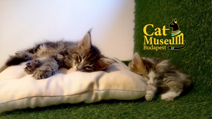 Cat Museum Budapest